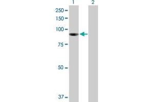 Western Blot analysis of PIBF1 expression in transfected 293T cell line by PIBF1 MaxPab polyclonal antibody. (PIBF1 anticorps  (AA 1-757))