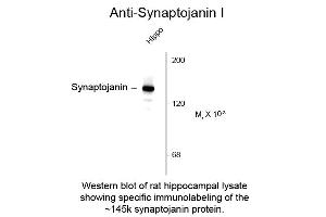 Western blot of Anti-Synaptojanin 1 (Mouse) Antibody - 212-301-E35 Western Blot of Mouse anti-Synaptojanin 1 antibody. (Synaptojanin 1 anticorps  (C-Term))