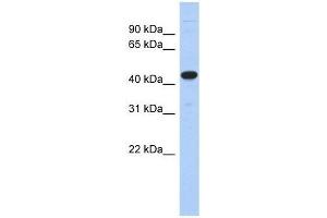 UBA3 antibody used at 5 ug/ml to detect target protein.