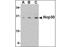 Western blot analysis of Nop30 in mouse muscle tissue lysate with this product at (A) 0. (NOL3 anticorps  (C-Term))