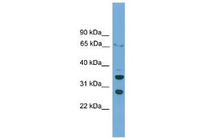 WB Suggested Anti-DBP Antibody Titration: 0. (DBP anticorps  (C-Term))