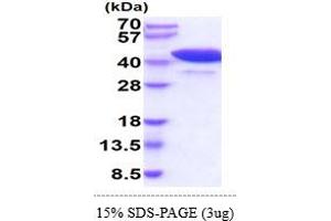 SDS-PAGE (SDS) image for Peptidylprolyl Isomerase D (PPID) (AA 1-370) (Active) protein (His tag) (ABIN7281328)