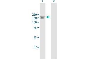 Western Blot analysis of ITGAX expression in transfected 293T cell line by ITGAX MaxPab polyclonal antibody.