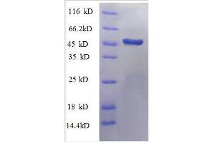 Polymerase (RNA) II (DNA Directed) Polypeptide F (POLR2F) (AA 2-216), (partial) protein (GST tag)