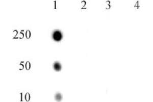 RNA Pol II CTD phospho Thr4 pAb tested by dot blot analysis. (Rpb1 CTD anticorps  (pThr4, Thr4))