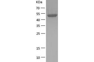Western Blotting (WB) image for Tubulin beta 4a (TUBB4A) (AA 1-444) protein (His-IF2DI Tag) (ABIN7125519)