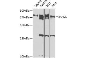 Western blot analysis of extracts of various cell lines, using INADL antibody (ABIN6131803, ABIN6142438, ABIN6142440 and ABIN6224550) at 1:1000 dilution. (PATJ anticorps  (AA 450-680))