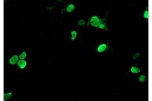 Image no. 1 for anti-T-Cell Acute Lymphocytic Leukemia 1 (TAL1) antibody (ABIN1501290) (TAL1 anticorps)