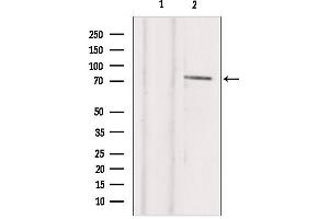 Western blot analysis of extracts from hepg2, using TBX2 Antibody. (TBX2 anticorps  (C-Term))