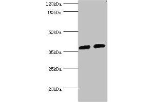 Western blot All lanes: AKR1C3 antibody at 8 μg/mL Lane 1: K562 whole cell lysate Lane 2: Hela whole cell lysate Secondary Goat polyclonal to rabbit IgG at 1/10000 dilution Predicted band size: 37, 24 kDa Observed band size: 37 kDa (AKR1C3 anticorps  (AA 1-323))