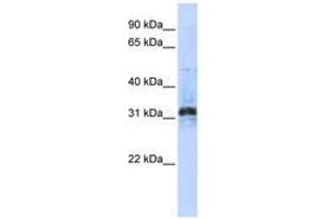 Image no. 1 for anti-Methyltransferase Like 10 (METTL10) (C-Term) antibody (ABIN6741083) (METTL10 anticorps  (C-Term))