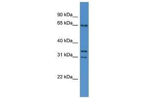 Cpne5 antibody used at 0. (Copine V anticorps  (N-Term))