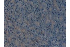 anti-Plasminogen Activator, Urokinase (PLAU) (AA 180-433) antibody