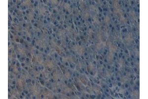 Detection of uPA in Mouse Pancreas Tissue using Polyclonal Antibody to Plasminogen Activator, Urokinase (uPA) (PLAU anticorps  (AA 180-433))