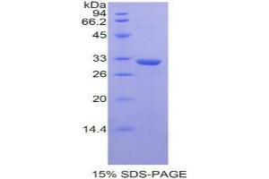 SDS-PAGE analysis of Mouse STAM Binding Protein. (STAMBP Protéine)
