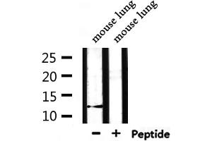 Western blot analysis of extracts from mouse lung, using XCL1/2 Antibody. (XCL1/XCL2 anticorps)