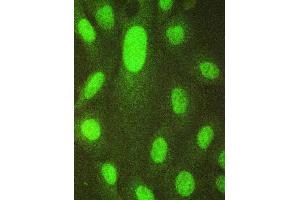 IF analysis of HAUSP/USP7 using anti-HAUSP/USP7 antibody (ABIN5693267). (USP7 anticorps  (AA 258-483))