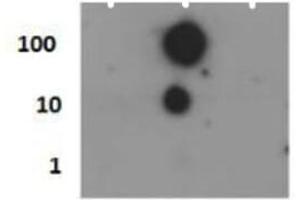 Dot Blot of Rabbit Histone H4 [p Ser1] Antibody.