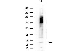 anti-SFT2 Domain Containing 3 (SFT2D3) (N-Term) antibody