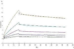 Anti-CD28 antibody captured on Protein A chip, can bind Human/Cynomolgus/Rhesus macaque CD28, His Tag with an affinity constant of 5.
