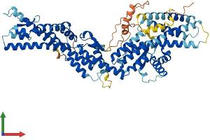 AlphaFold protein structure predicition of Mouse Recombinant Tubgcp4 Protein, UniprotID Q9D4F8