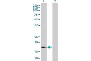 Western Blot analysis of UBL4B expression in transfected 293T cell line by UBL4B MaxPab polyclonal antibody. (UBL4B anticorps  (AA 1-174))