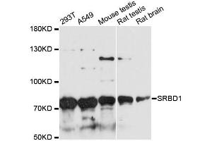 Western blot analysis of extracts of various cell lines, using SRBD1 antibody. (SRBD1 anticorps)