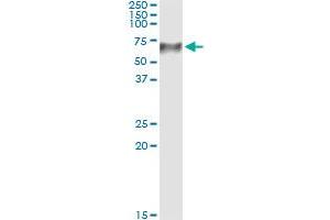 Immunoprecipitation of TCN1 transfected lysate using anti-TCN1 monoclonal antibody and Protein A Magnetic Bead , and immunoblotted with TCN1 MaxPab rabbit polyclonal antibody.