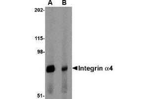 Western Blotting (WB) image for anti-Integrin alpha 4 (ITGA4) (Middle Region 2) antibody (ABIN1031199) (ITGA4 anticorps  (Middle Region 2))