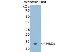 Western Blotting (WB) image for anti-V-Set Domain Containing T Cell Activation Inhibitor 1 (VTCN1) (AA 34-147) antibody (ABIN1860947) (VTCN1 anticorps  (AA 34-147))