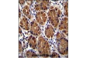 MUC3B Antibody (C-term ) (ABIN655722 and ABIN2845170) immunohistochemistry analysis in formalin fixed and paraffin embedded human stomach tissue followed by peroxidase conjugation of the secondary antibody and DAB staining. (MUC3B anticorps  (C-Term))