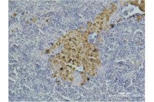 Immunohistochemistry (IHC) analysis of paraffin-embedded Mouse Spleen Tissue using Caspase-8 Monoclonal Antibody. (Caspase 8 anticorps)