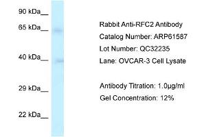 Western Blotting (WB) image for anti-Replication Factor C (Activator 1) 2, 40kDa (RFC2) (Middle Region) antibody (ABIN2788843) (RFC2 anticorps  (Middle Region))