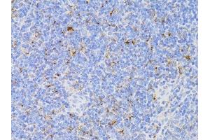 Immunohistochemistry of paraffin-embedded mouse spleen using CD3E antibody. (CD3 epsilon anticorps  (C-Term))