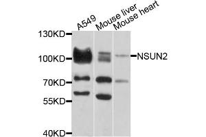 Western blot analysis of extracts of various cell lines, using NSUN2 antibody (ABIN1873963) at 1:1000 dilution. (NSUN2 anticorps)