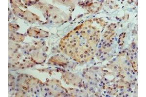 Immunohistochemistry of paraffin-embedded human pancreatic tissue using ABIN7145087 at dilution of 1:100
