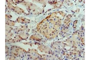 Immunohistochemistry of paraffin-embedded human pancreatic tissue using ABIN7145087 at dilution of 1:100 (AIRE anticorps  (AA 39-108))