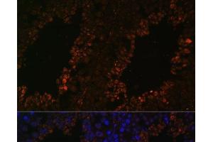 Immunofluorescence analysis of Mouse testis using TPD52L3 Polyclonal Antibody at dilution of 1:100. (TPD52L3 anticorps)