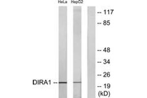 Western blot analysis of extracts from HeLa/HepG2 cells, using DIRA1 Antibody. (DIRAS1 anticorps  (AA 149-198))