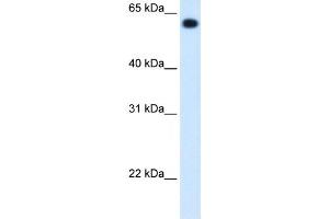 ALDH4A1 antibody used at 1.