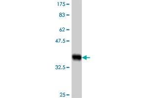 Western Blot detection against Immunogen (37.