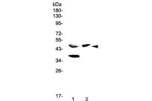 Western blot testing of 1) rat pancreas and 2) mouse pancreas lysate with Carboxypeptidase A antibody at 0. (CPA anticorps)