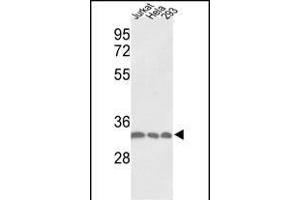 Western blot analysis of PCNA Antibody (C-term) (ABIN389344 and ABIN2839453) in Jurkat, Hela, 293 cell line lysates (35 μg/lane).