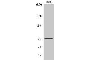 Western Blotting (WB) image for anti-Cell Division Cycle 27 Homolog (S. Cerevisiae) (CDC27) (Internal Region) antibody (ABIN3183810)
