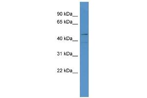 WB Suggested Anti-LOC684800 Antibody Titration: 0. (SMAP1 anticorps  (N-Term))