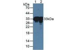 Figure. (Surfactant Protein A1 anticorps  (AA 21-248))