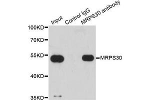Immunoprecipitation analysis of 200 μg extracts of HepG2 cells using 1 μg MRPS30 antibody (ABIN5973453). (MRPS30 anticorps)