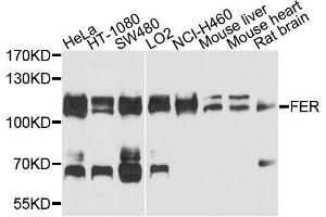 Western blot analysis of extracts of various cell lines, using FER antibody (ABIN5996270) at 1/1000 dilution. (FER anticorps)