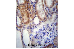 SUSD2 Antibody (C-term) (ABIN656974 and ABIN2846158) immunohistochemistry analysis in formalin fixed and paraffin embedded human kidney tissue followed by peroxidase conjugation of the secondary antibody and DAB staining.