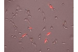 Indirect immunostaining of living 3T3 fibroblasts transfected with a CD 31 pDisplay vecktor (dilution 1 : 500; red). (CD31 anticorps)
